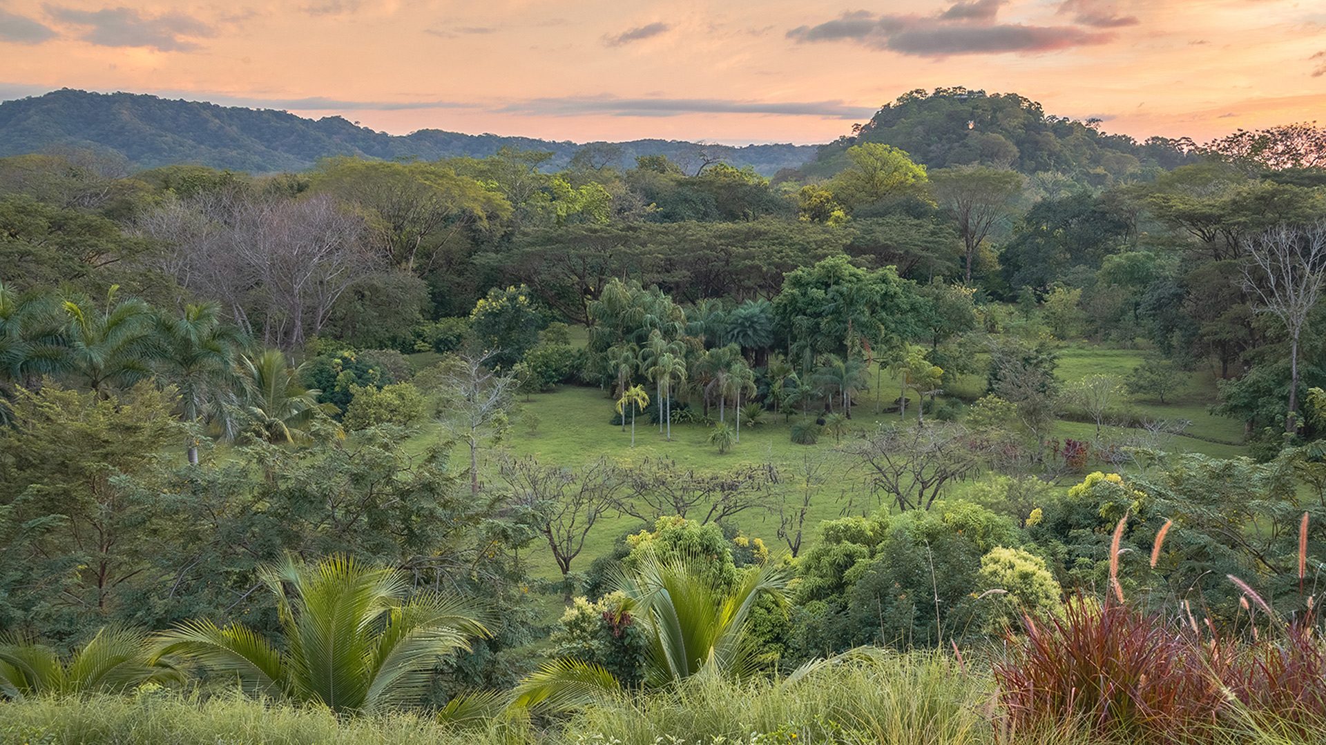 The gardens in 2026: closed canopy, palms and flowering trees above the valley