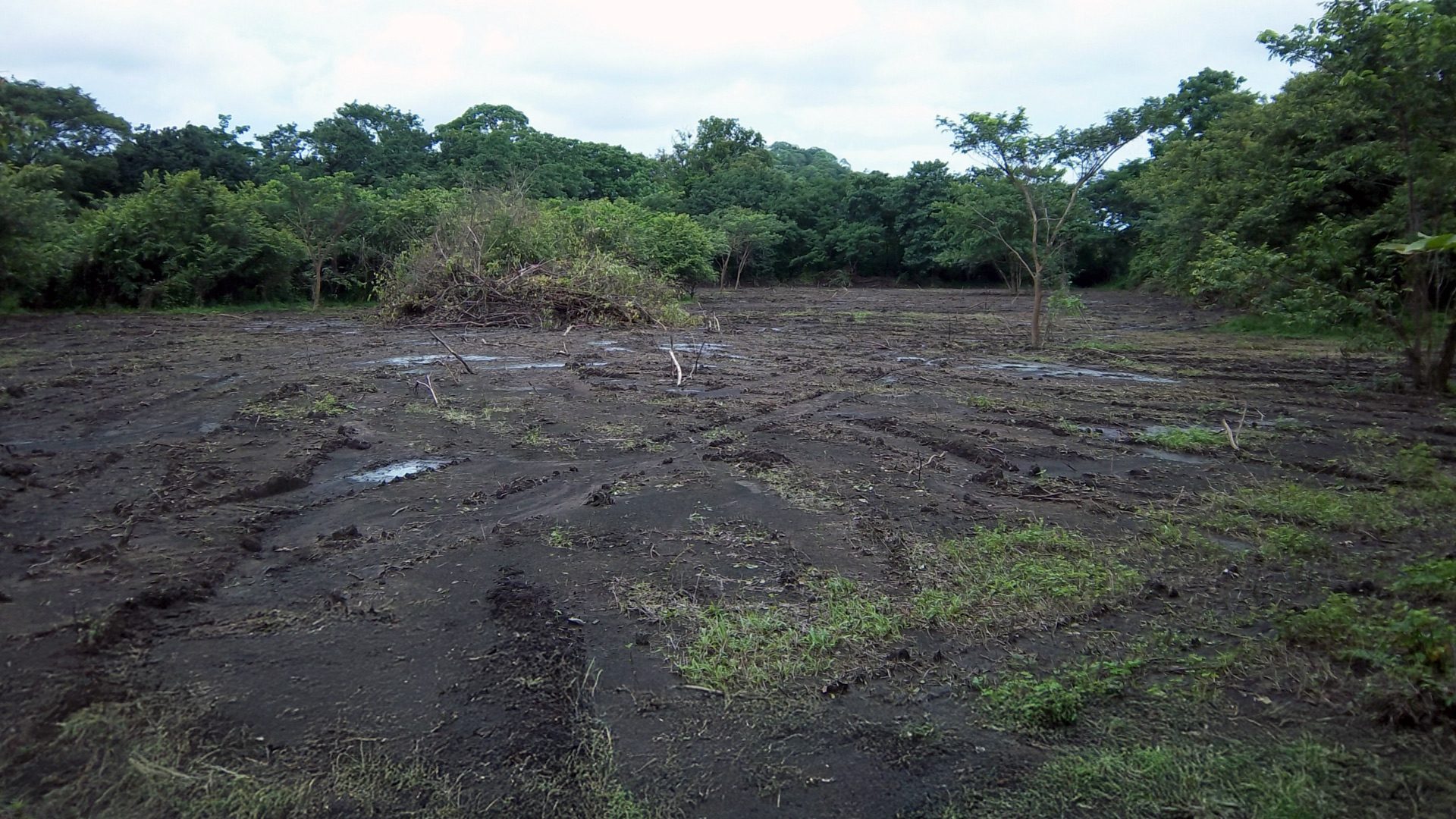 The same ground in 2013: bare, cleared earth after decades of cattle pasture