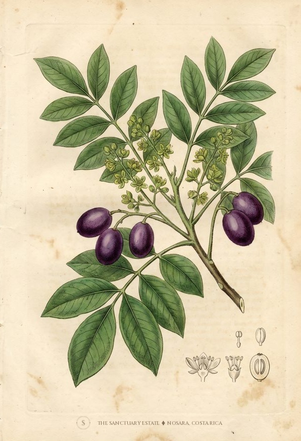 Aceituno botanical plate