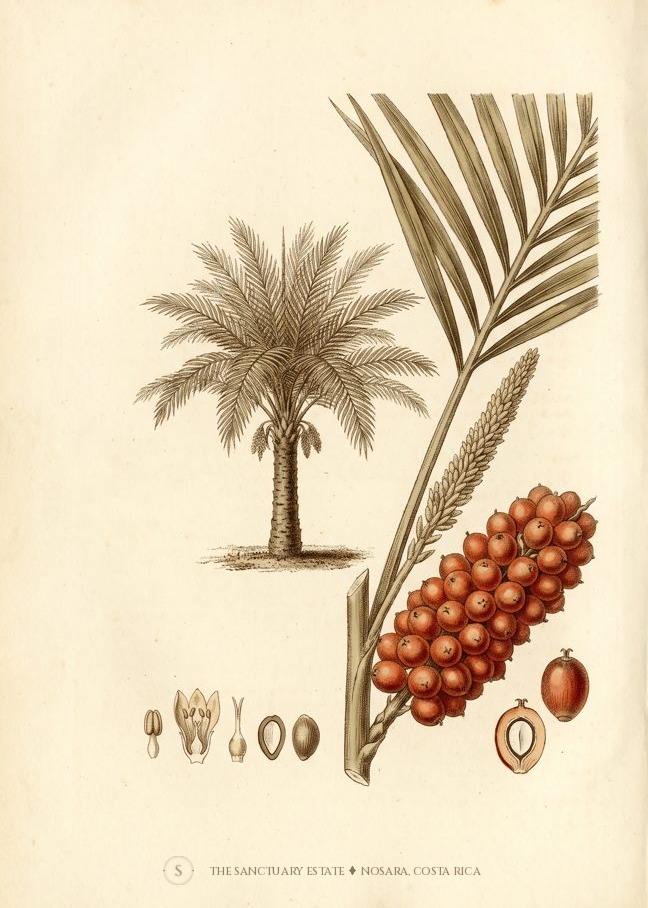 American Oil Palm botanical plate