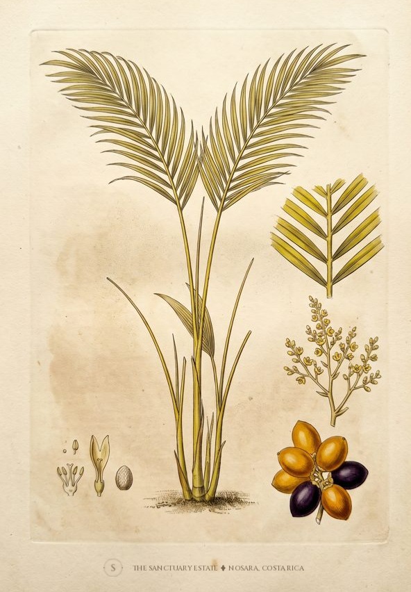 Areca Palm botanical plate
