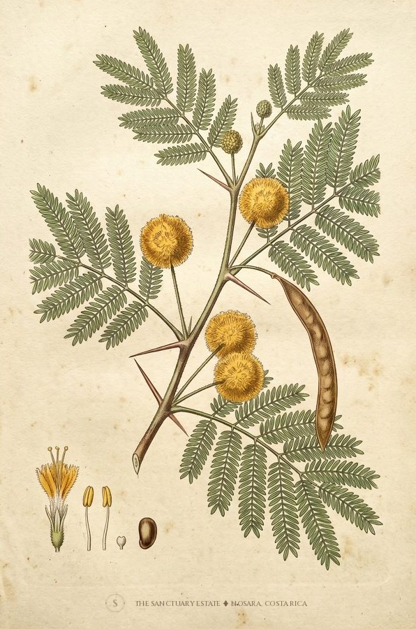 Aromita botanical plate