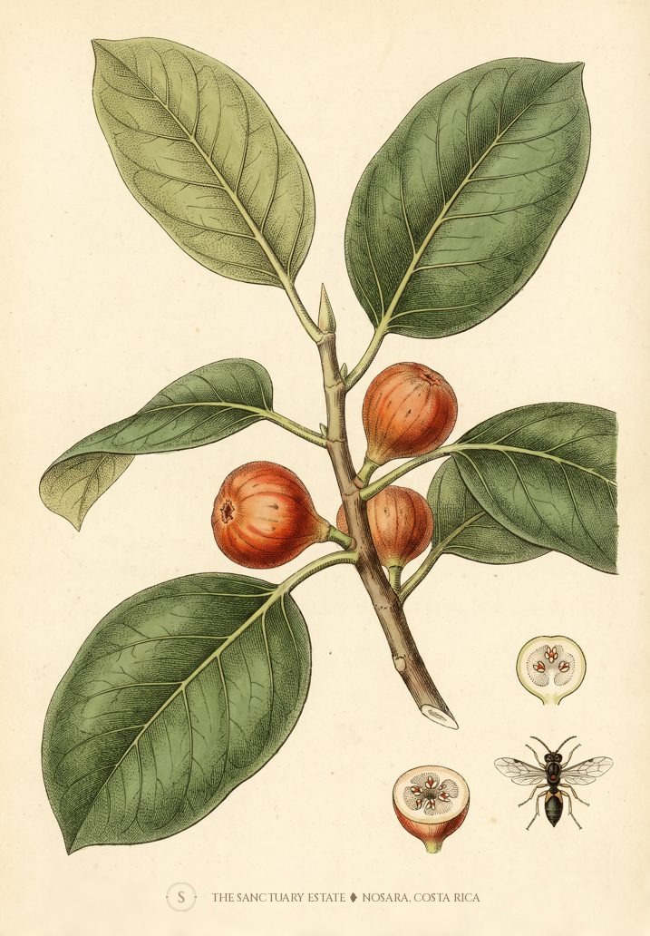 Banyan botanical plate
