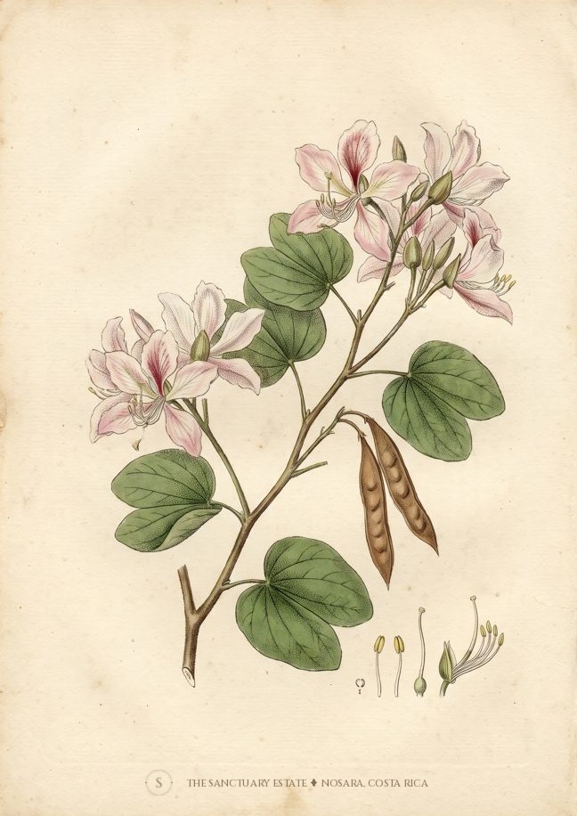 Bauhinia  arborea botanical plate