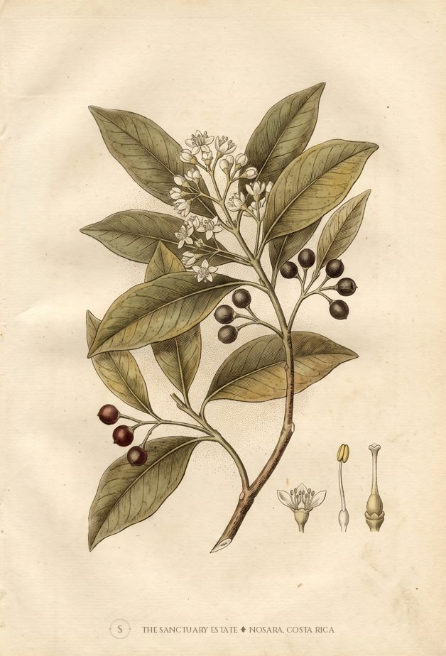 Bayrum botanical plate
