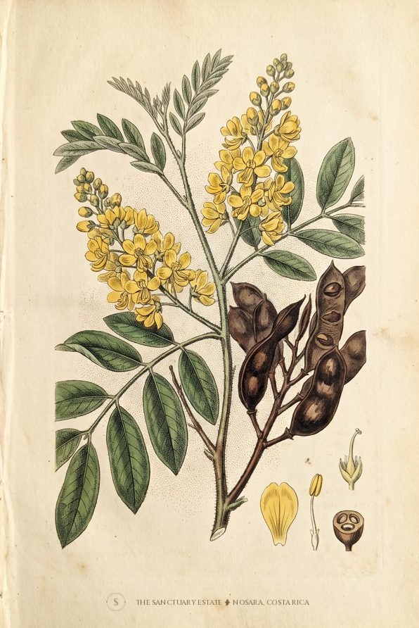 Brazilian Ironwood botanical plate
