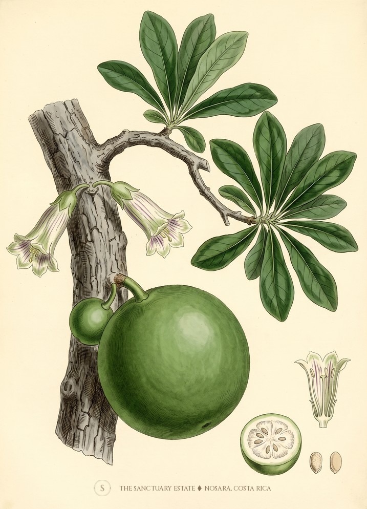 Calabash Tree botanical plate