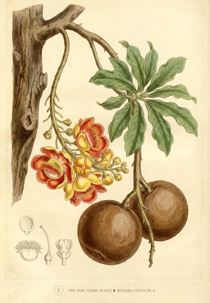 Cannonball Tree botanical plate