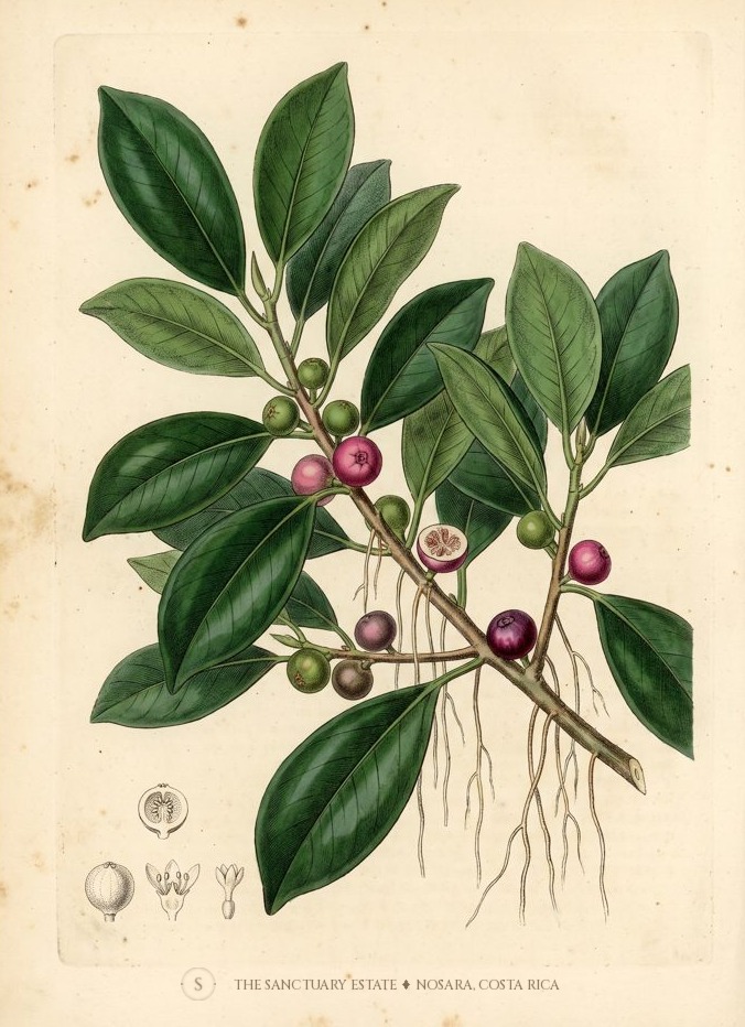 Chinese Banyan botanical plate