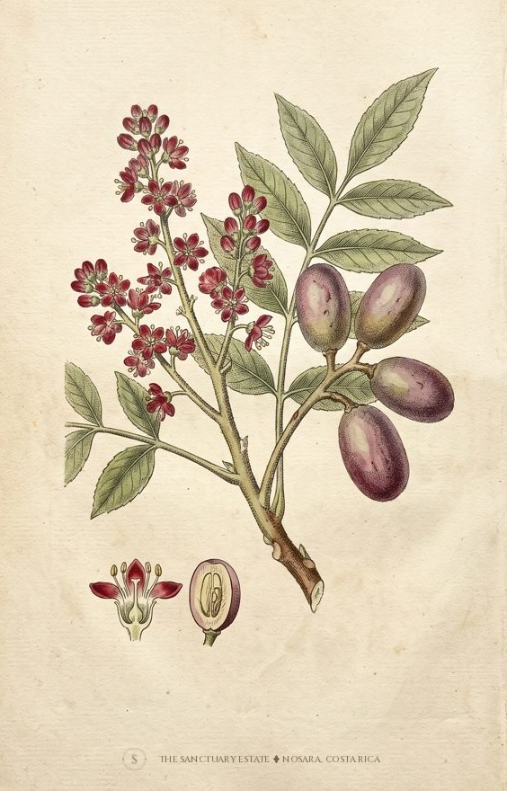 Ciruela botanical plate