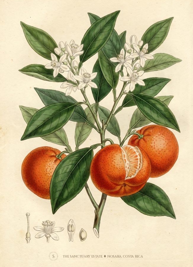 Danci Mandarin botanical plate