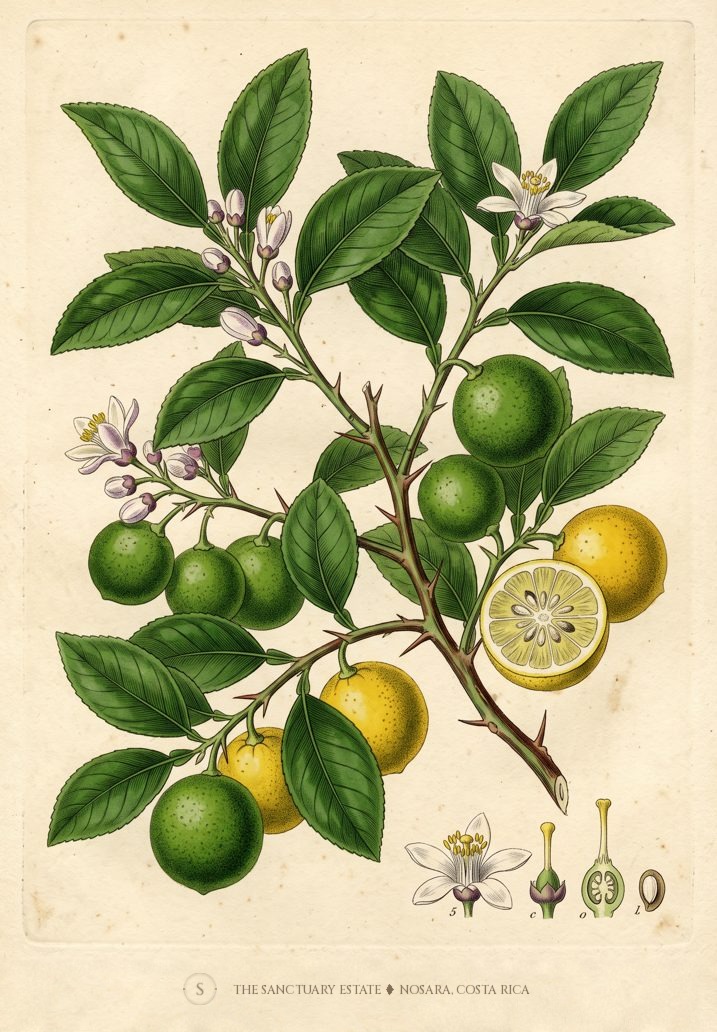 Florida Key Lime botanical plate