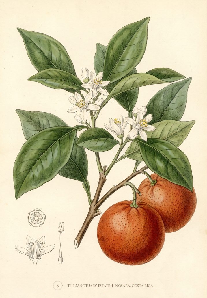 Temple Orange botanical plate