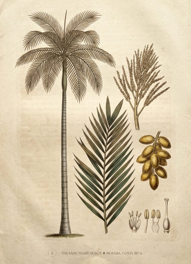Colombian Foxtail Palm botanical plate