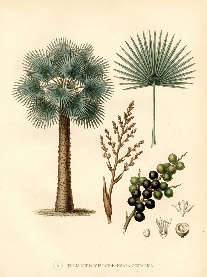 Cuban Wax Palm botanical plate