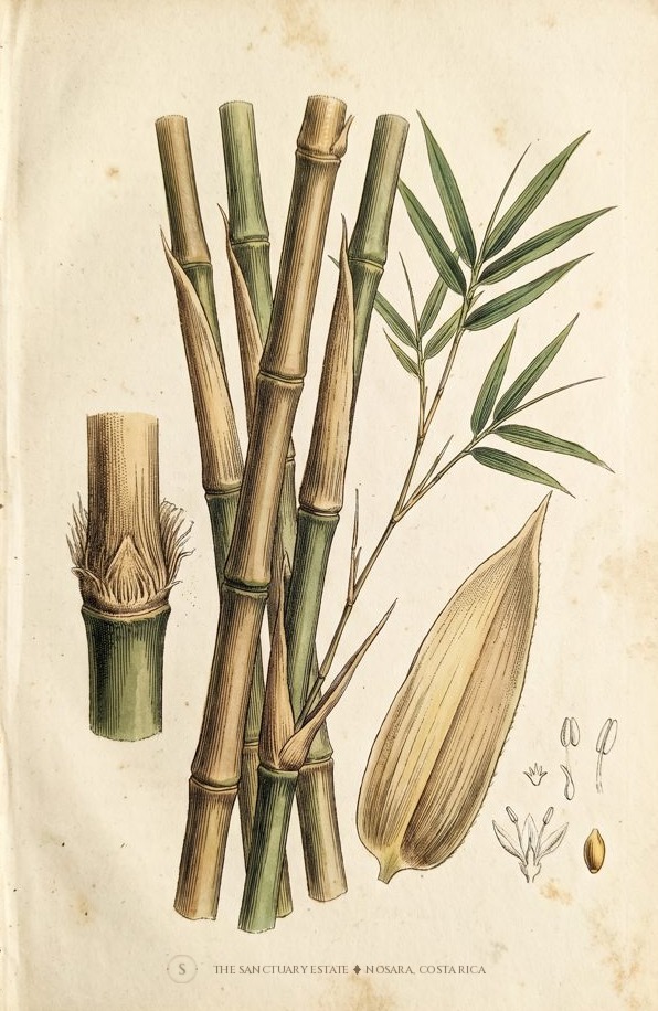 Dendrocalamus Asper Clon Indonesia botanical plate