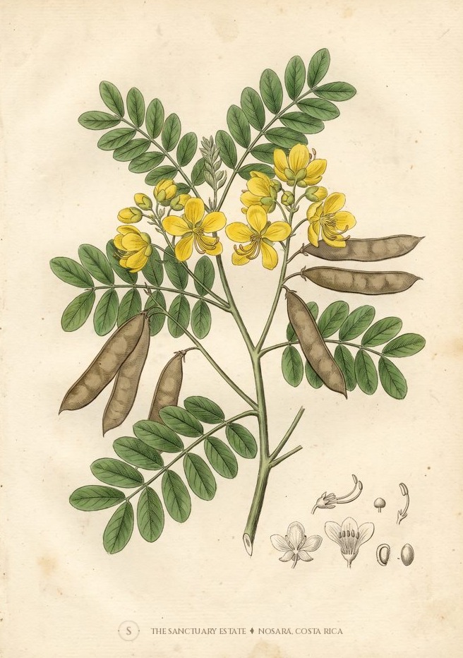 Desert cassia (scrambled egg tree) botanical plate
