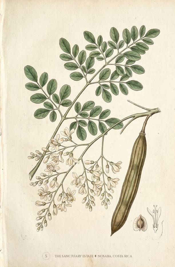 Drumsticks botanical plate