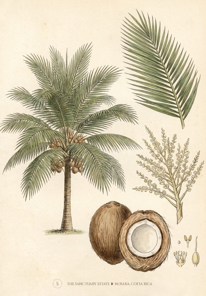 Dwarf Coconut Trees botanical plate