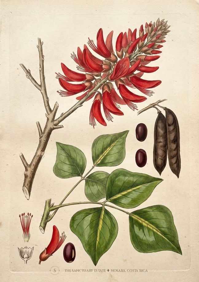East Indian coral tree botanical plate