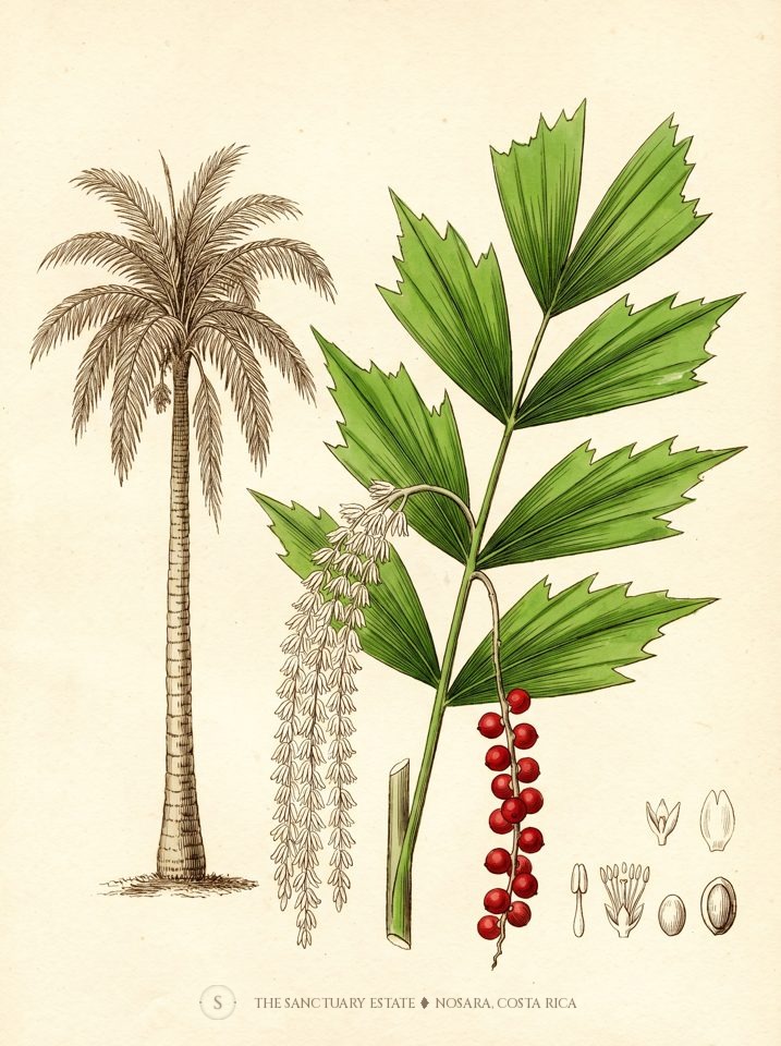 Fishtail Palm botanical plate