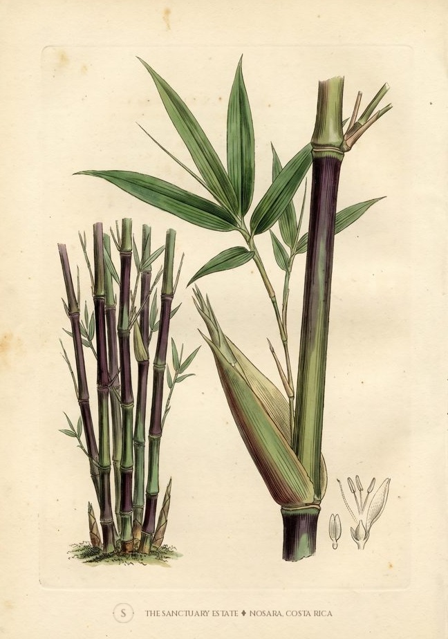 Gigantochloa Atroviolacea botanical plate