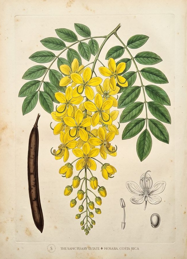 Golden Shower Tree botanical plate