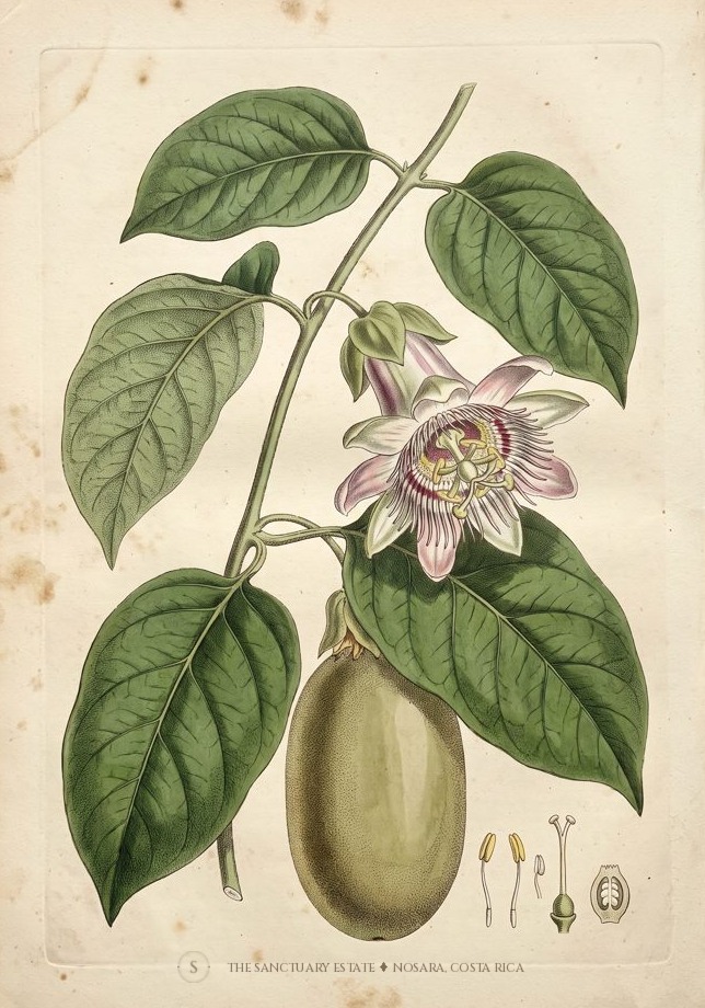 Granadilla Bush botanical plate