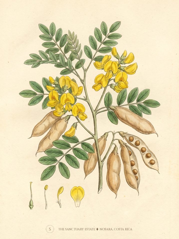 Guachipelin botanical plate