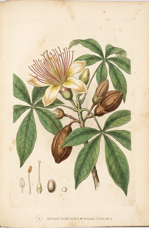 Guiana Chestnut botanical plate