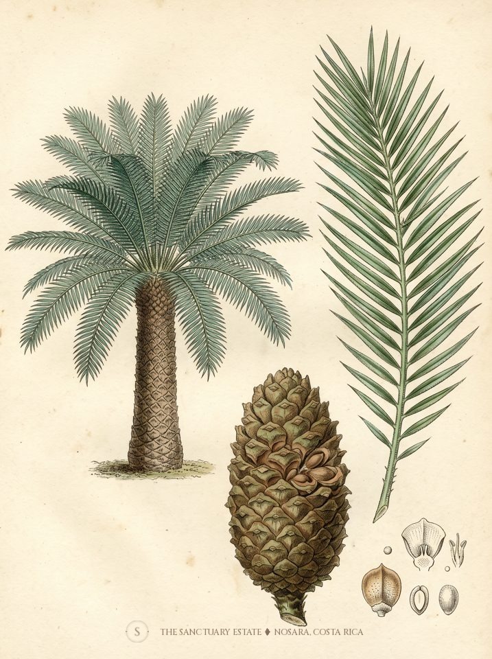 Gum Palm botanical plate
