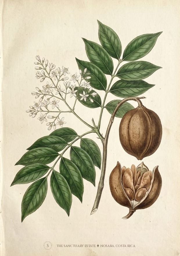 Honduran Mahogany botanical plate