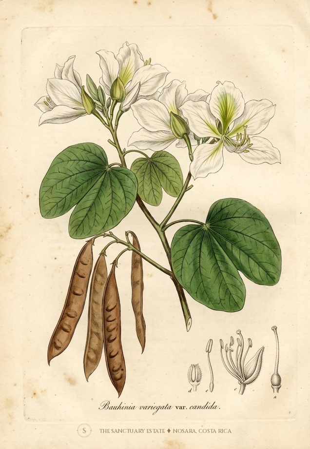 Hong Kong Orchid botanical plate