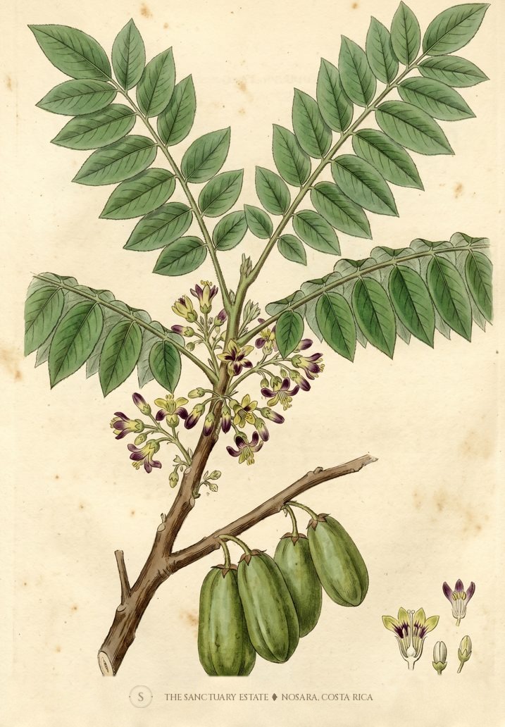 Indian cucumber tree,averrhea bilimbi botanical plate