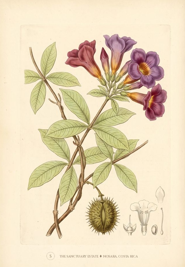 Jalapa morada botanical plate