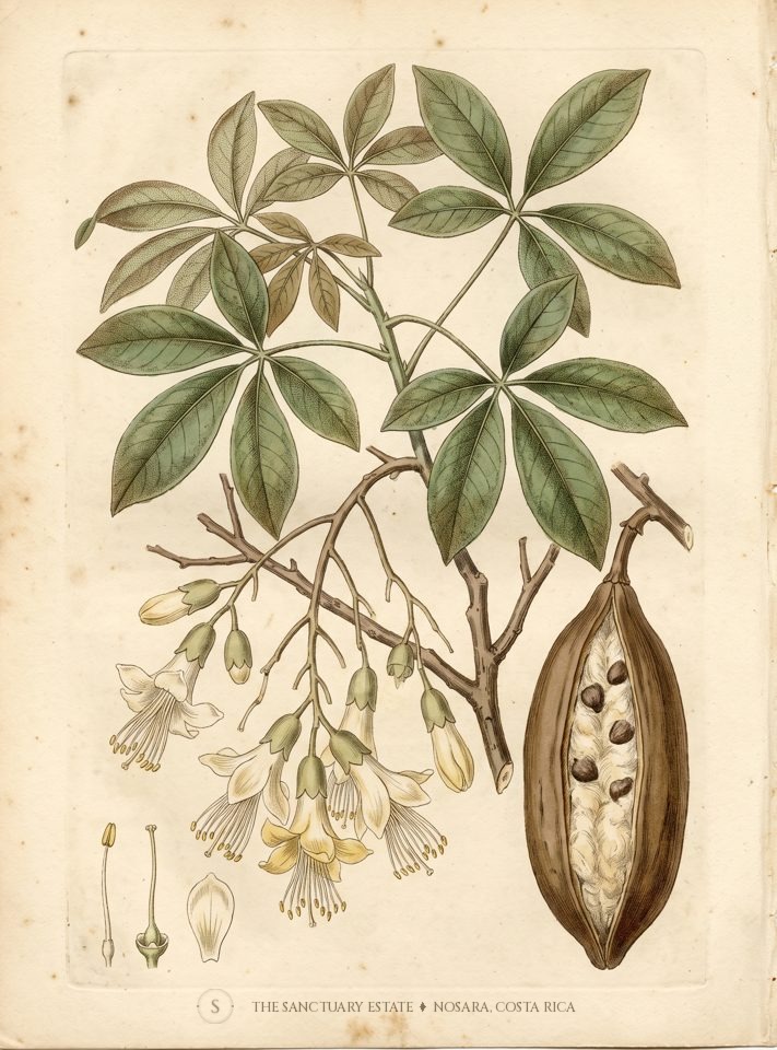 Botanical plate of the kapok tree, Ceiba pentandra, from The Sanctuary Estate register