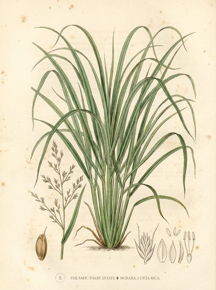 Lemongrass botanical plate
