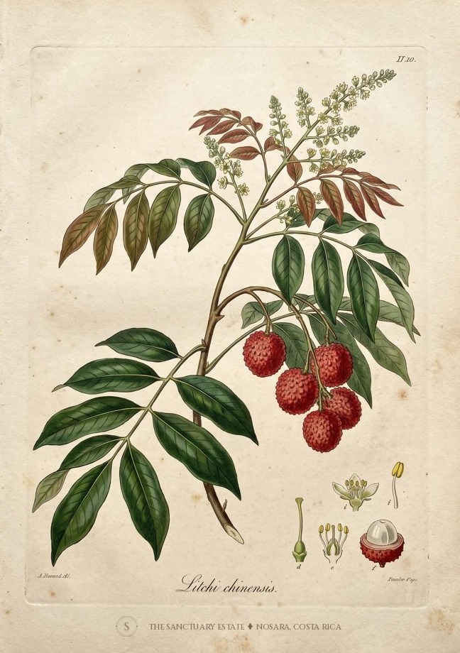 Lychee botanical plate