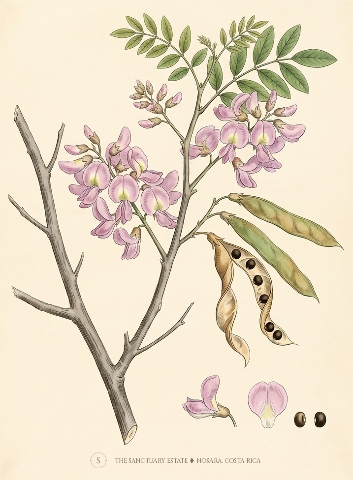 Madero Negro botanical plate