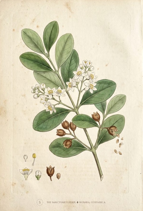 Madrono botanical plate