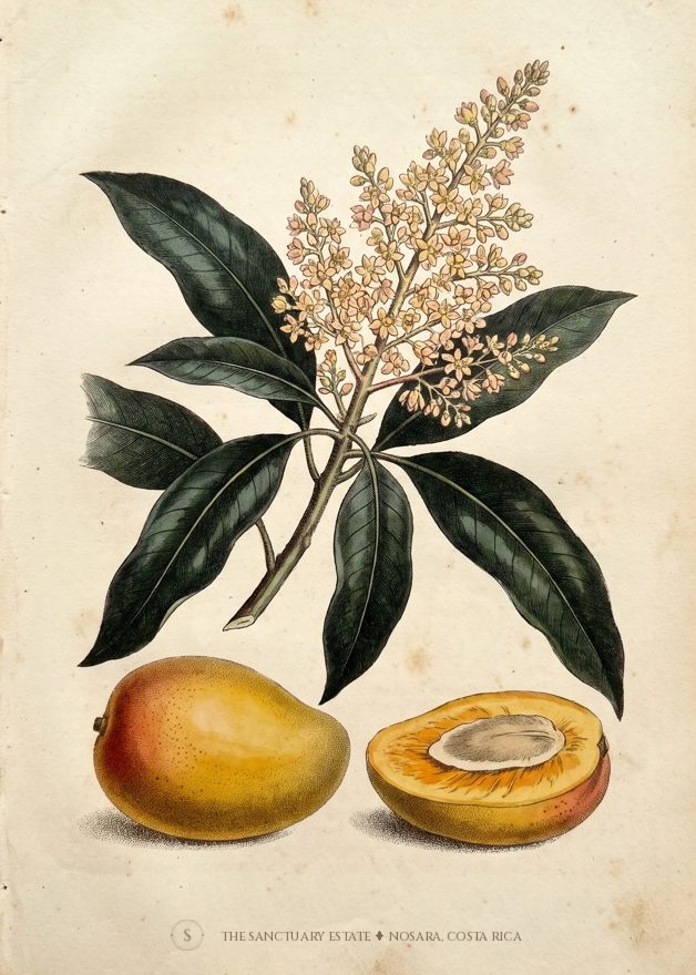 Mango botanical plate