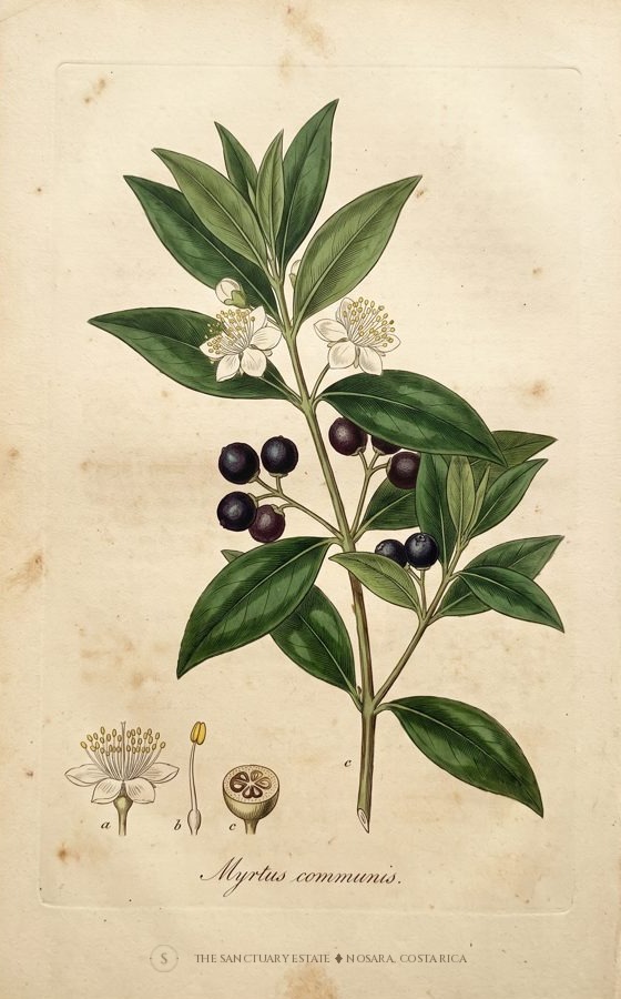 Mirto botanical plate