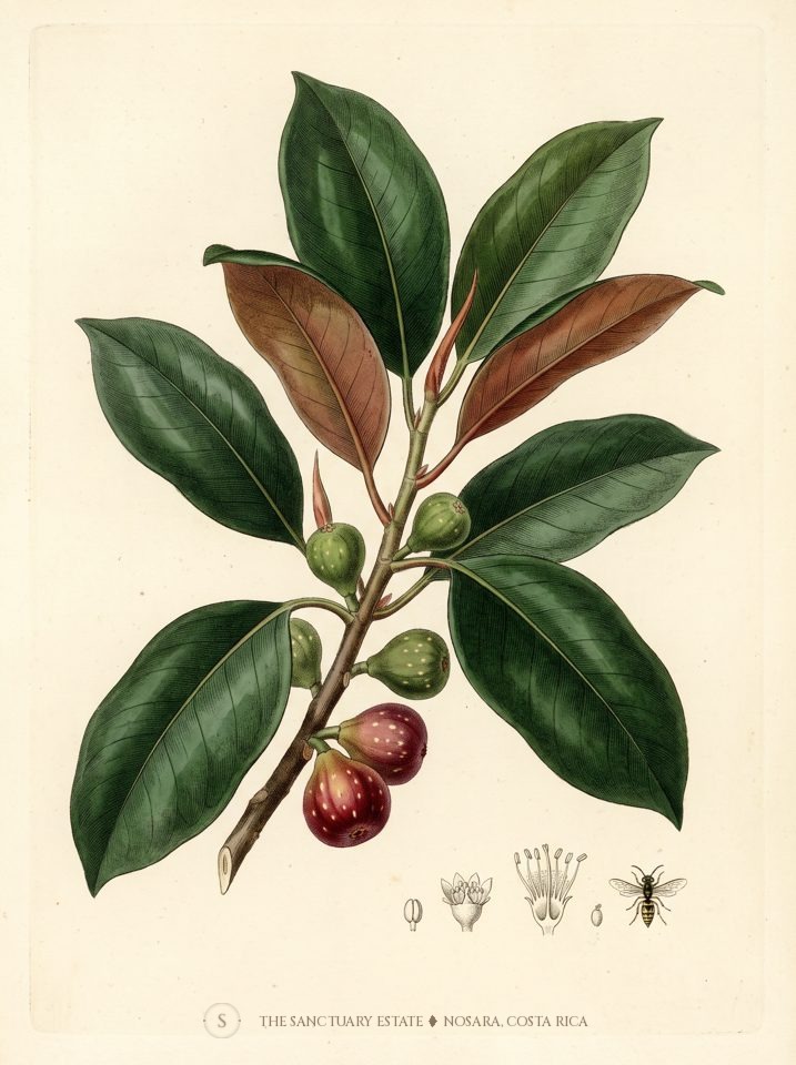 Moreton Bay Fig botanical plate