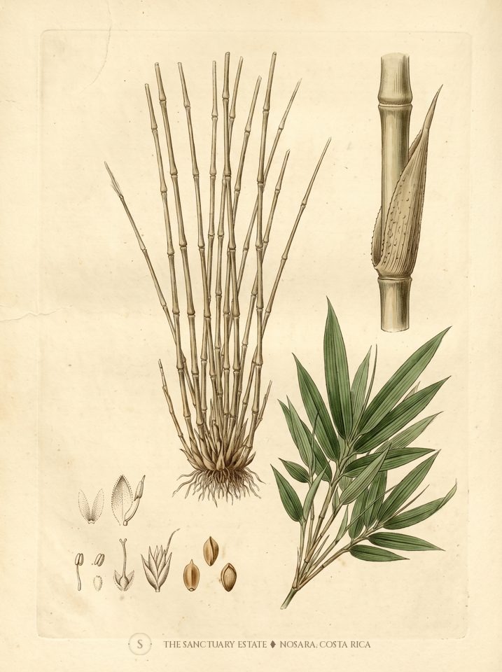 Multiplex Fernleaf botanical plate