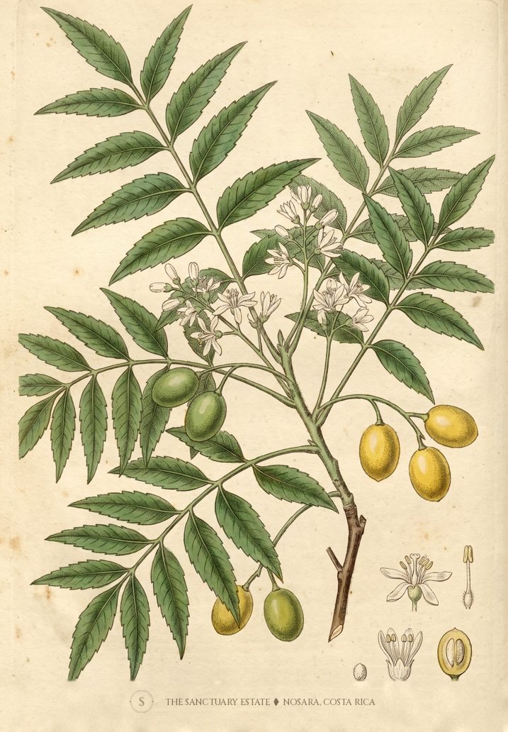 Neem botanical plate