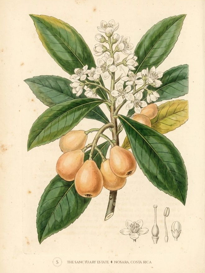 Nispero (Loquat) botanical plate