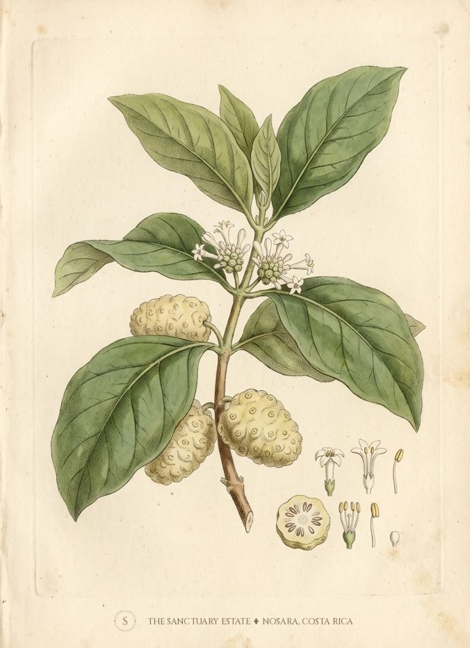 Noni botanical plate