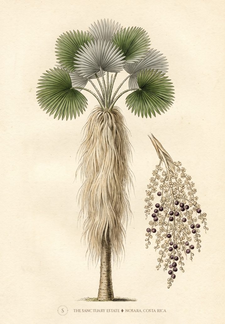 Old Man Palm botanical plate