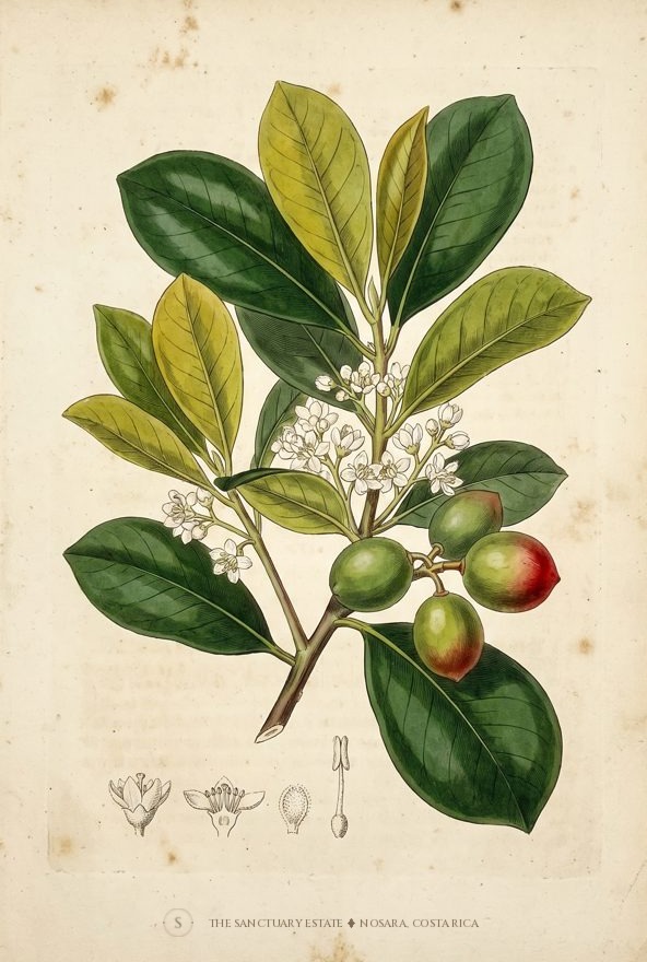 Paradise Plum botanical plate