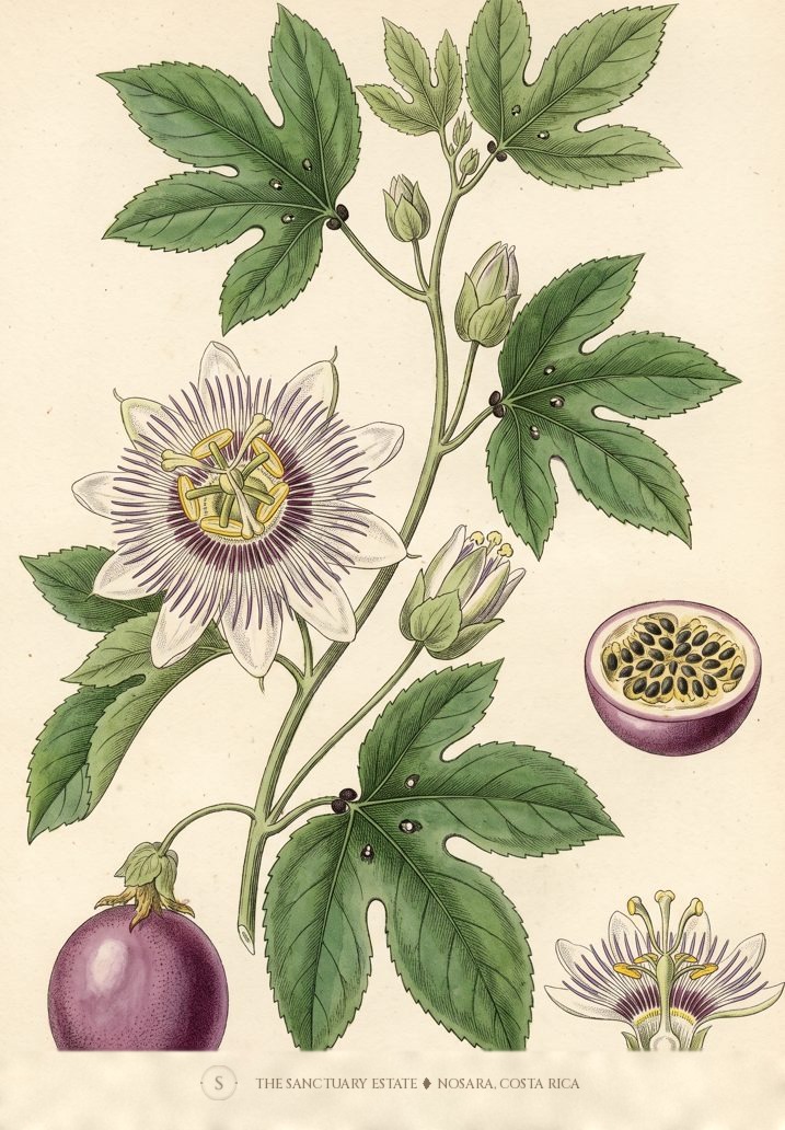 Passion Fruit botanical plate